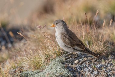 Genç beyaz kanatlı ispinoz (Montifringilla nivalis) kayalar ve çimenler arasında yiyecek arar. Güneş ışığı, böcekler ve tohumlar ararken kuşun tüylerini ön plana çıkararak sahneyi aydınlatır. Zermatt, valais, Alpler, İsviçre.
