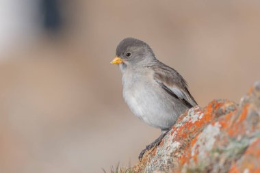 Beyaz kanatlı genç bir ispinoz (Montifringilla nivalis) gri tüyleri ve parlak turuncu bir gagası kayalık bir yüzeyde oturur. Bulanık arka plan huzurlu ve doğal bir dağ ortamını işaret ediyor. Gün sakin ve berrak görünüyor. Zermatt, valais, Alpler
