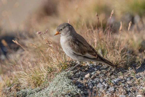 Genç beyaz kanatlı ispinoz (Montifringilla nivalis) kayalar ve çimenler arasında yiyecek arar. Güneş ışığı, böcekler ve tohumlar ararken kuşun tüylerini ön plana çıkararak sahneyi aydınlatır. Zermatt, valais, Alpler, İsviçre.