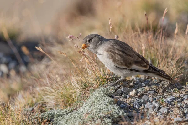 Genç beyaz kanatlı ispinoz (Montifringilla nivalis) kayalar ve çimenler arasında yiyecek arar. Güneş ışığı, böcekler ve tohumlar ararken kuşun tüylerini ön plana çıkararak sahneyi aydınlatır. Zermatt, valais, Alpler, İsviçre.