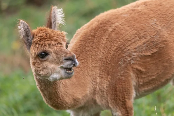 Bir guanaco yemyeşil bir çayırda duruyor, kendine özgü kürkünü ve tuhaf ifadesini sergiliyor. Hayvan gün boyunca açık bir gökyüzünün altında huzur içinde otlar..