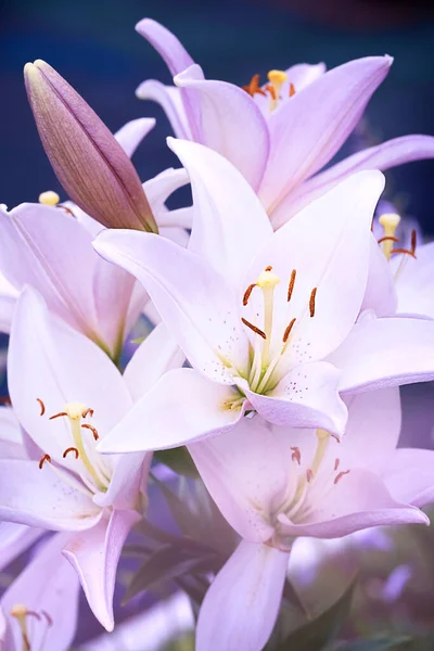 Shrub of Pink lily, vertical — Stock Photo, Image