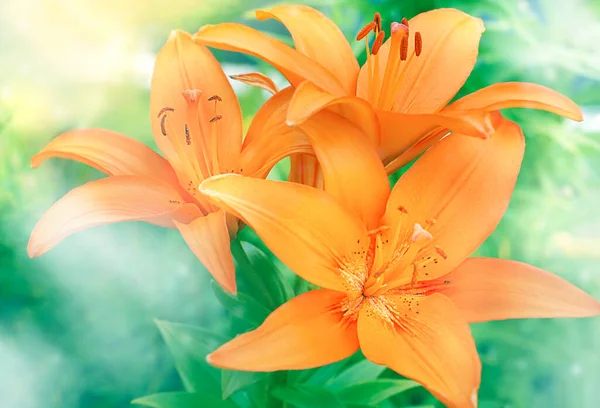 Rozmazané Pozadí Lilly Oranžové Květy Rostoucí Zelené Zahradě Web Banner — Stock fotografie