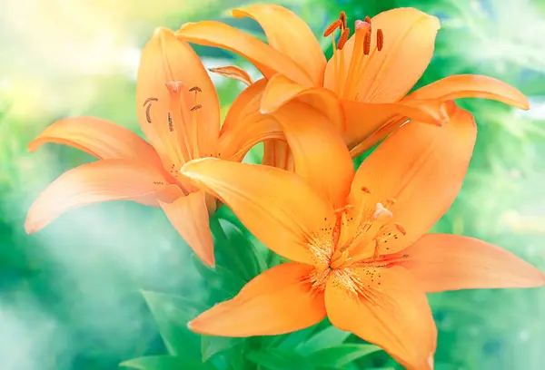 Fond flou de fleurs Lilly orange poussant dans un jardin vert — Photo