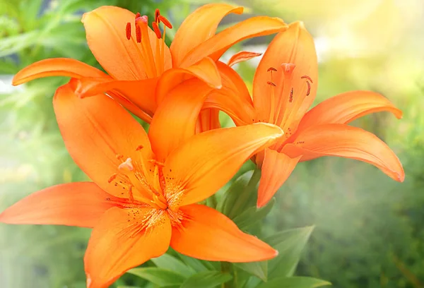 Verschwommener Hintergrund orangefarbener Lilly-Blüten, die im grünen Garten wachsen — Stockfoto