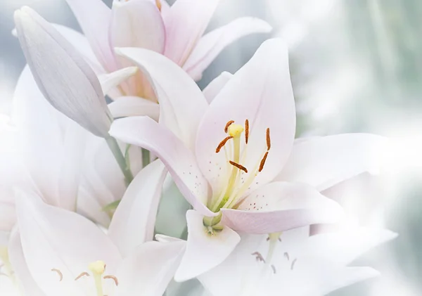 Blurred natural background of Madonna White Lilly flower, Stargazer — Stock Photo, Image