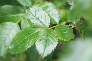 Yeşil gül yaprakları seti, yeşil yeşillik doğa arka planı, Yüksek kalite fotoğraf