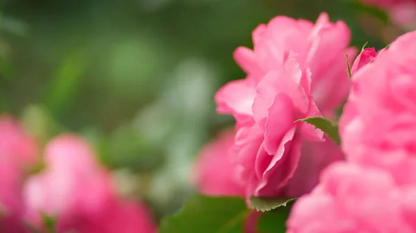 Flou Gros Plan Des Fleurs Rose Rose Photo Haute Qualité — Photo