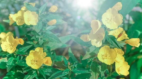 Rozmazaná Krajina Divokých Žlutých Květin Kvalitní Fotografie — Stock fotografie