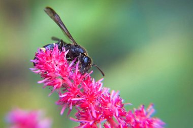 Bulanık eşekarısı yazın pembe çiçekte nektar toplar. Yüksek kalite fotoğraf