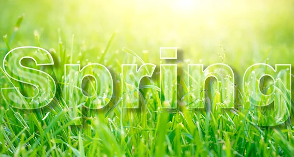 Wiosną Tekst Napisany Tle Zielonej Trawy Słoneczny Dzień Wysokiej Jakości — Zdjęcie stockowe
