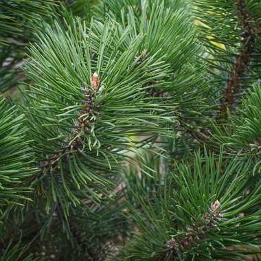 Çam dalını kapat, kozalaklı ağaç. Yüksek kalite fotoğraf