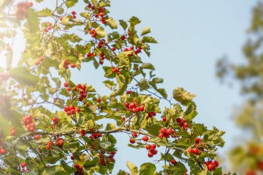 Mavi gökyüzüne karşı Hawthorn dalları. Yüksek kalite fotoğraf