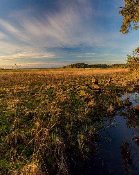 Photo Coucher Soleil Pittoresque Dans Marais Dans Les Forêts Nord — Photo