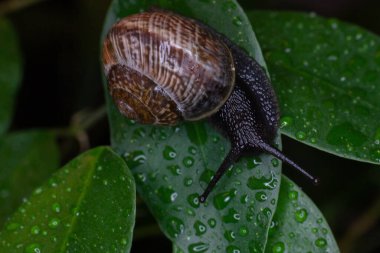 Sıradan bir toprak salyangozu, yağmurdan sonra yeşil yaprakların üzerinde sürünür. Cornu Aspersum olarak bilinen Avrupalı bir salyangoz. Makro, kapat.
