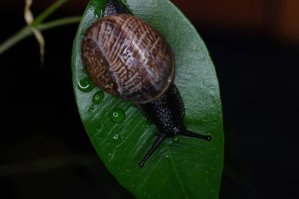 Ordinary Earthen Garden Snail Crawls Green Leaves Rain European Snail — Stock Photo, Image