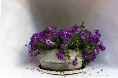 Çiçekli çiçek saksısı ya da çiçek açan mor ve mor çiçekli büyük saksı.