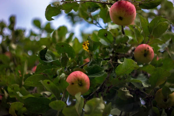 Natuurlijke Rood Gele Appels Groeien Boomtakken Het Gazon Tuin Met — Stockfoto