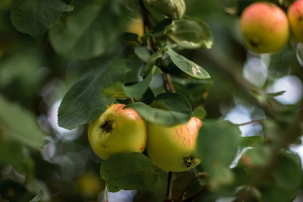 Naturalne Czerwono Żółte Jabłka Rosnące Gałęziach Drzew Trawniku Ogrodzie Naturalnym — Zdjęcie stockowe