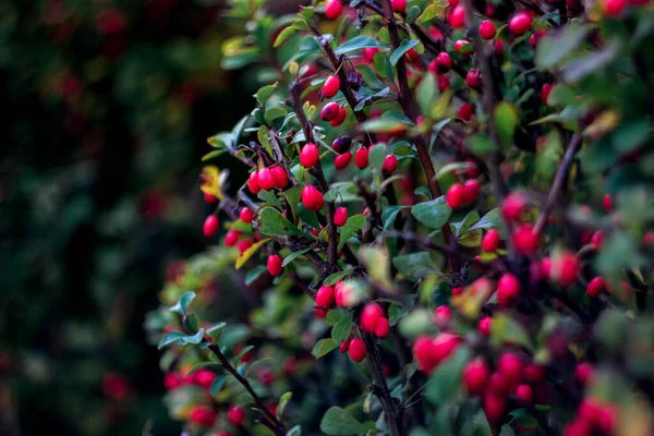 Olgun Orman Böğürtleninin Yeşil Kırmızı Yapraklarının Renkli Arkaplanı Doğal Bokeh — Stok fotoğraf