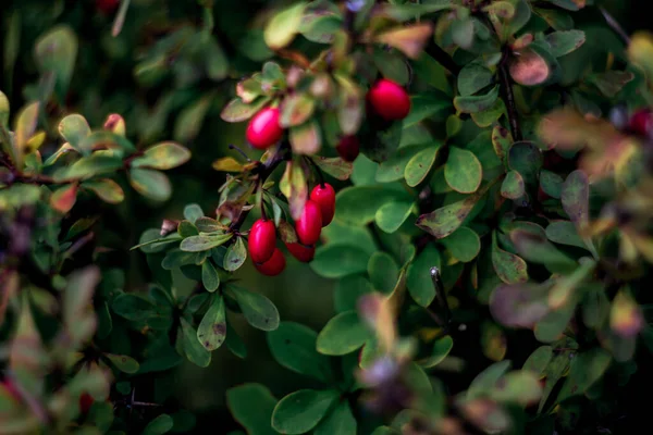 Kolorowe Tło Zielonych Czerwonych Liści Dojrzałych Leśnych Jagód Naturalnym Bokeh — Zdjęcie stockowe
