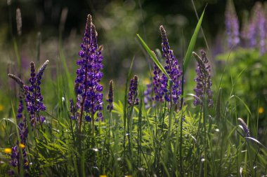 Pembe mor ve mavi çiçekli Lupinus tarlası. Lupin tarlası. Çayırda mor ve pembe lupin. Mor ve pembe lupin demeti
