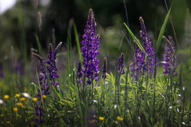 Pembe mor ve mavi çiçekli Lupinus tarlası. Lupin tarlası. Çayırda mor ve pembe lupin. Mor ve pembe lupin demeti