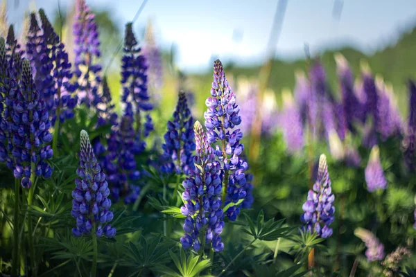 卢皮努斯田野 有粉红色的紫色和蓝色的花 一片松柏地 草地上的紫罗兰和粉红羽扇豆 紫色和粉色羽扇豆束 — 图库照片