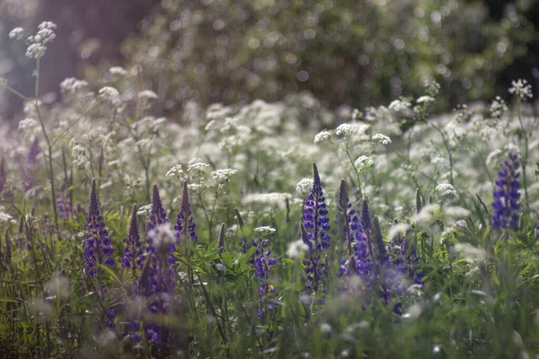 Lupinus Veld Met Roze Paarse Blauwe Bloemen Een Veld Met — Stockfoto