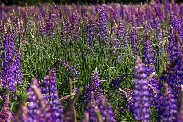 Lupine Çiçek Açan Pembe Mor Mavi Çiçekli Lupin Tarlası Lupine — Stok fotoğraf