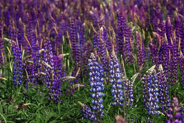 Lupine Çiçek Açan Pembe Mor Mavi Çiçekli Lupin Tarlası Lupine — Stok fotoğraf