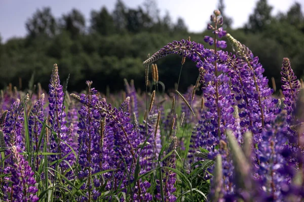 Lupine Çiçek Açan Pembe Mor Mavi Çiçekli Lupin Tarlası Lupine — Stok fotoğraf