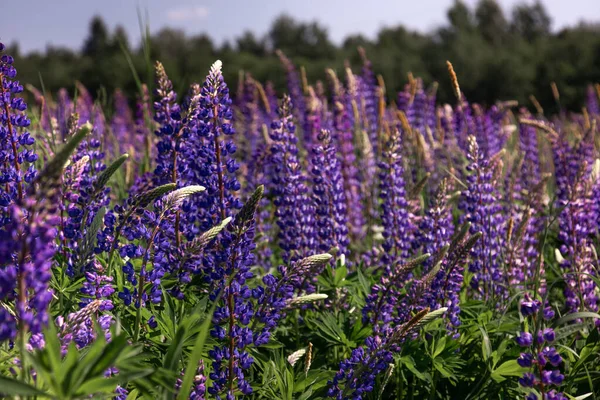 Lupine Florescendo Campo Lupine Com Flores Roxas Azuis Cor Rosa — Fotografia de Stock