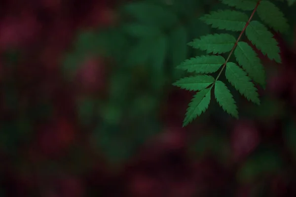 Природна Абстрактна Текстура Листя Папороті Фон Природи Тропічний Клімат Крупним — стокове фото