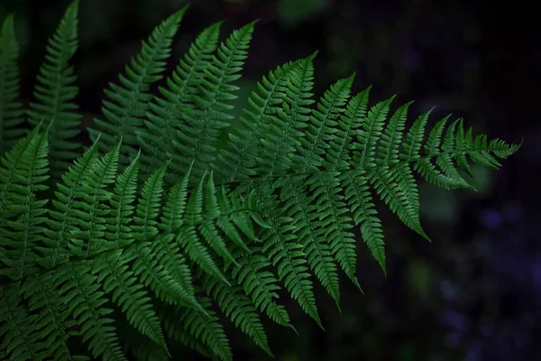 森林蕨叶的自然抽象质感 自然背景 热带气候 将茂密的绿灌木作为装饰空间的特写 — 图库照片