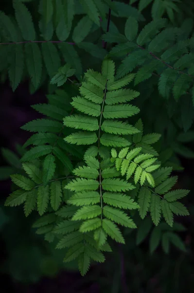 森林蕨叶的自然抽象质感 自然背景 热带气候 将茂密的绿灌木作为装饰空间的特写 — 图库照片