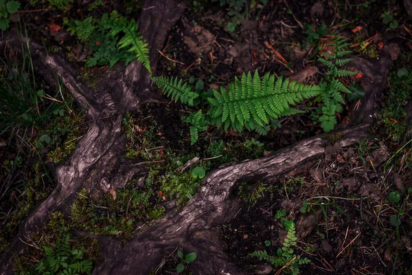 森林蕨叶和树根的自然抽象质感 自然背景 热带气候 特写丰富的绿灌木作为室内装饰 — 图库照片