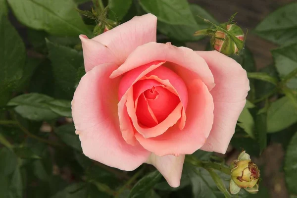 Γκρο Πλαν Του Ενιαίου Ροδάκινου Κήπο Τριαντάφυλλο Rosa Έξω Στη — Φωτογραφία Αρχείου