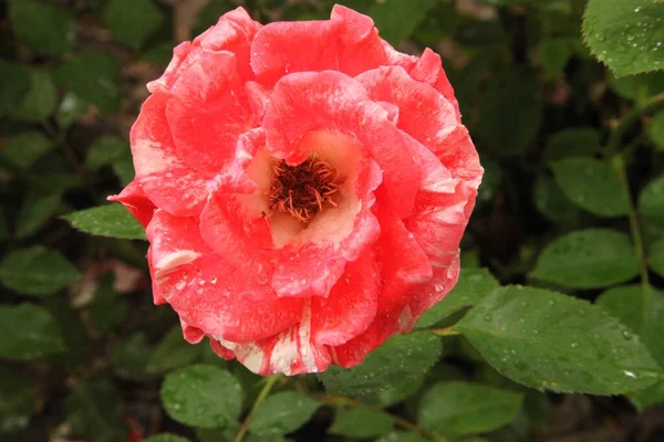 Közelkép Egy Fehér Vörös Kerti Rózsa Rosa Vízcseppekkel Montanában — Stock Fotó