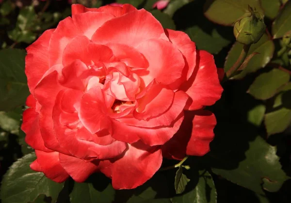 Primer Plano Una Sola Rosa Melocotón Rojo Brillante Jardín Rosa —  Fotos de Stock