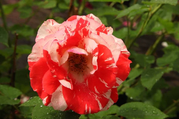 Közelkép Egy Vörös Fehér Kerti Rózsa Rosa Vízcseppekkel Montanában — Stock Fotó