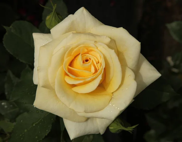 Κοντινό Πλάνο Ενός Ανοιχτού Κίτρινου Τριαντάφυλλου Κήπου Rosa Σταγόνες Νερού — Φωτογραφία Αρχείου