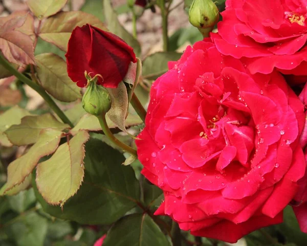 Primo Piano Esterno Bocciolo Giardino Rosso Aperto Rosa Con Gocce — Foto Stock