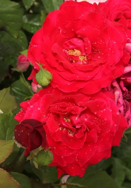 Lado Fora Closeup Bud Jardim Vermelho Aberto Aumentou Com Gotas — Fotografia de Stock