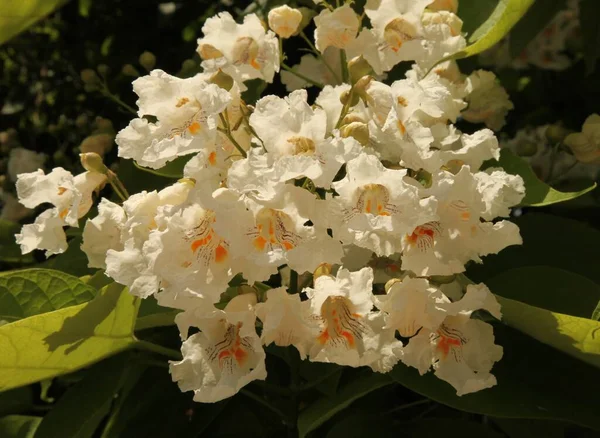 Catalpa Δέντρο Catalpa Λευκά Λουλούδια Και Πράσινα Φύλλα Έξω Μια — Φωτογραφία Αρχείου