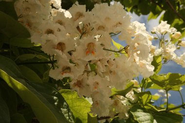 Katalpa Ağacı (Catalpa) beyaz çiçekler ve yeşil yapraklar, güneşli bir günde Montana 'da mavi gökyüzü