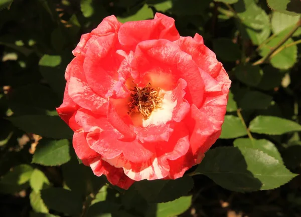 Κοντινό Πλάνο Του Ενιαίου Κόκκινο Και Λευκό Τριαντάφυλλο Κήπο Rosa — Φωτογραφία Αρχείου