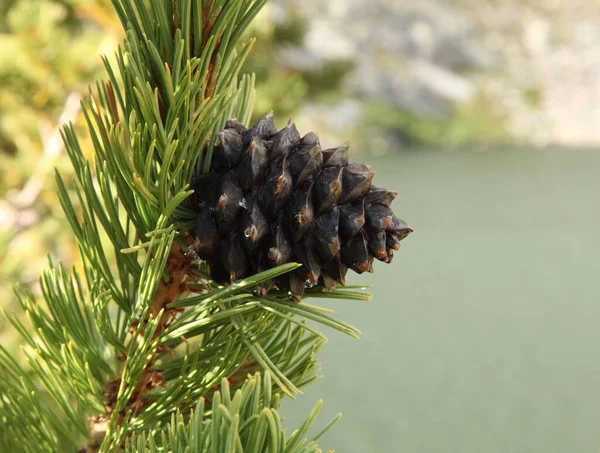 Detailní Záběr Jednoho Kužele Bílé Borovice Pinus Albicaulis Rozteklými Kapkami — Stock fotografie