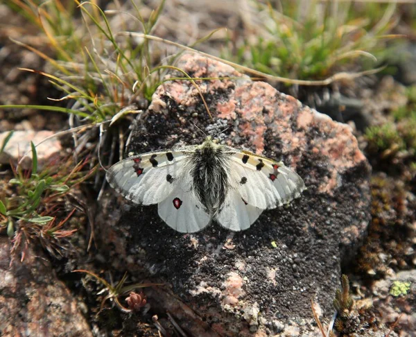 Parnassien Des Montagnes Rocheuses Parnassius Smintheus Papillon Blanc Sur Rocher — Photo