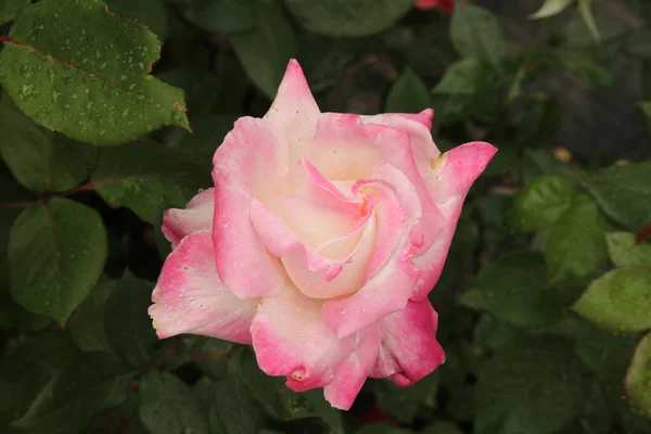 Lado Fora Closeup Único Jardim Rosa Branco Subiu Com Gotas — Fotografia de Stock